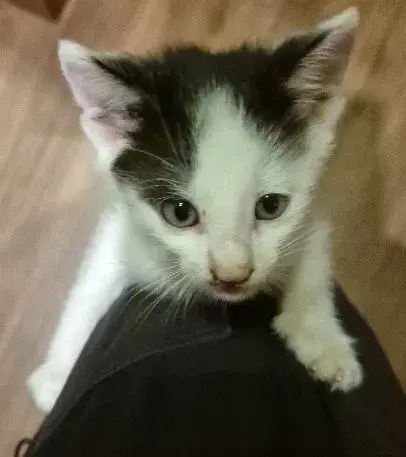 Hravá koťátka do dobrých rukou bezplatný dovoz až k Vám domů