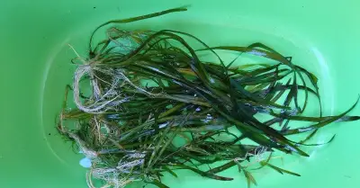 Vallisneria