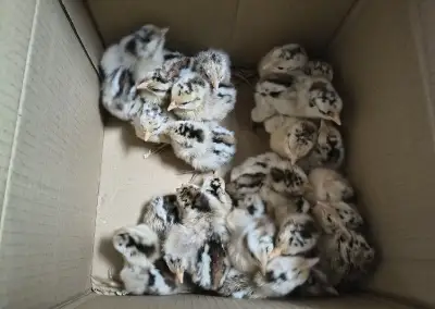 Kuřata české zlaté kropenky