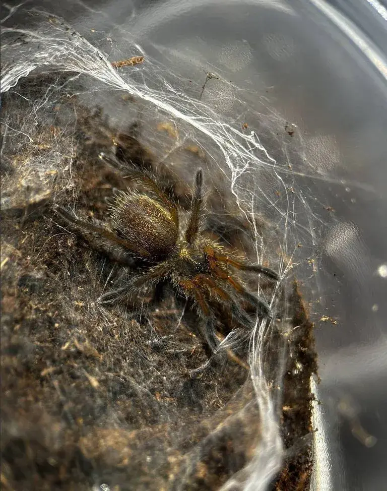 Harpactira pulchripes (2. - 3. svlek)