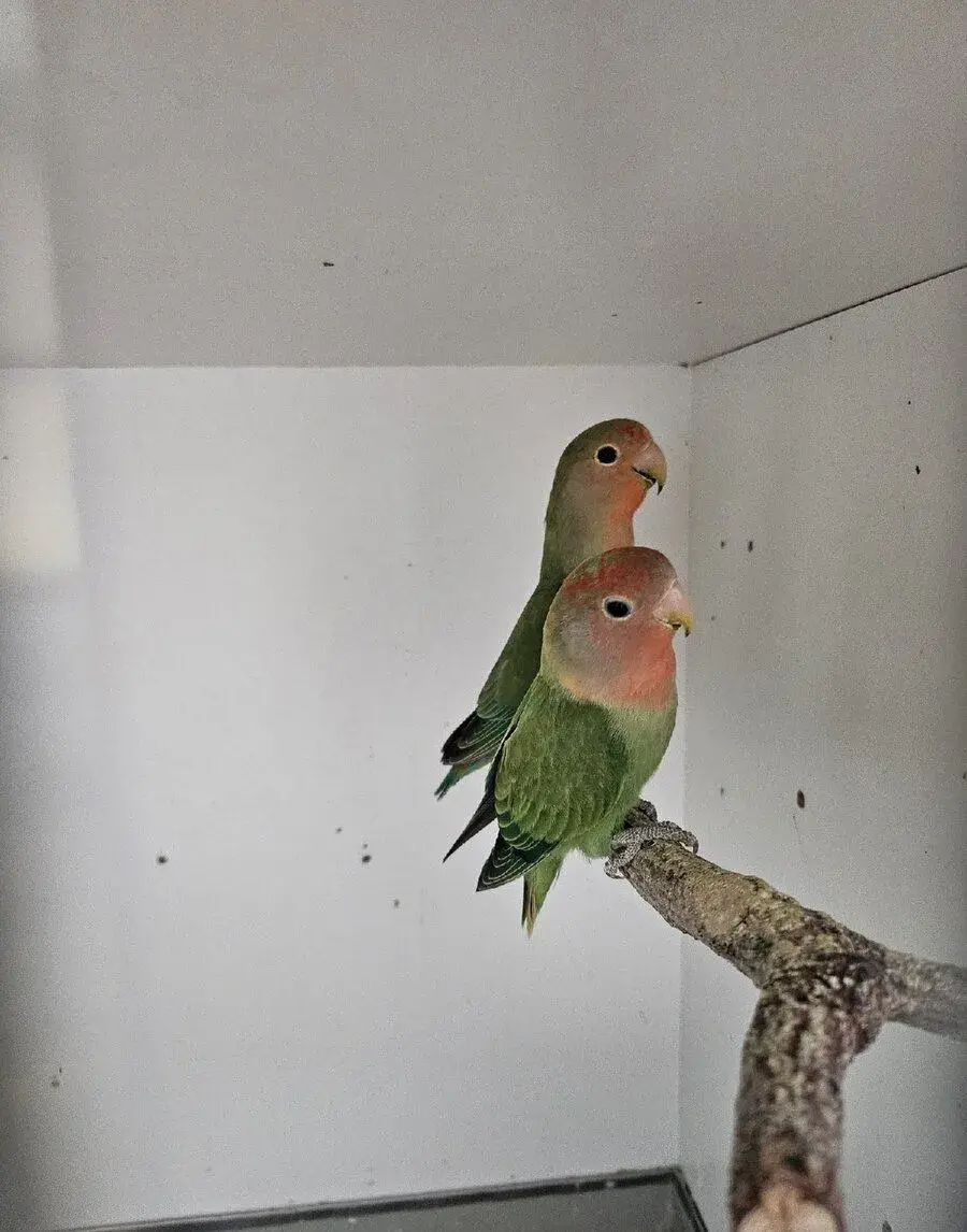 Agapornis růžohrdlý