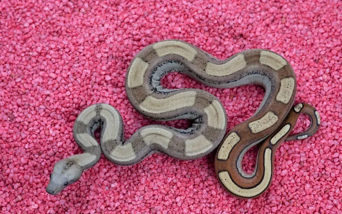 Super Roswell Laddertail (RLT) 66% het Albino sharp