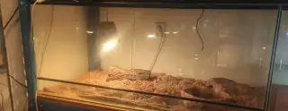 Terarium starší 115x65hx50v Horni i dolní větrani. Předání 9