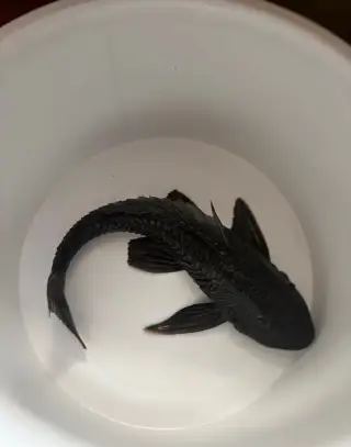 Gibbiceps