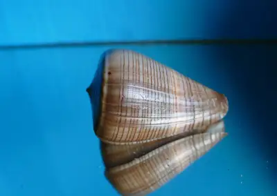 Conus loroisi insignis