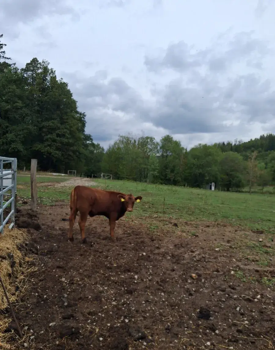 Jalovička Aberdeen Angus
