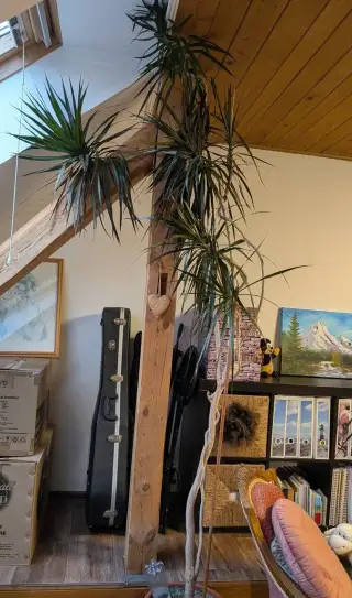 Dracena-Dračinec lemovaný