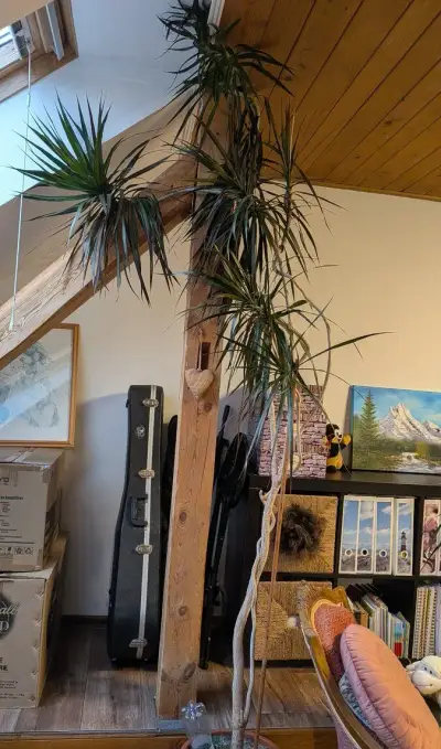 Dracena-Dračinec lemovaný