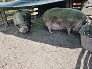 Sviňky Kune Kune