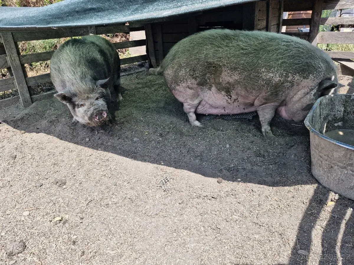 Sviňky Kune Kune