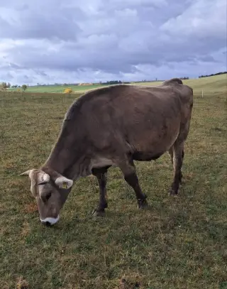 Prvotelky Brown Swiss