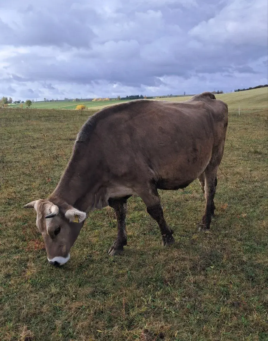Prvotelky Brown Swiss