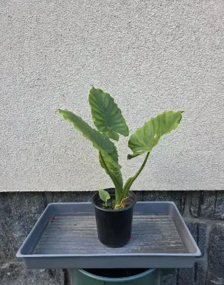 Calocasia macrorrhiza