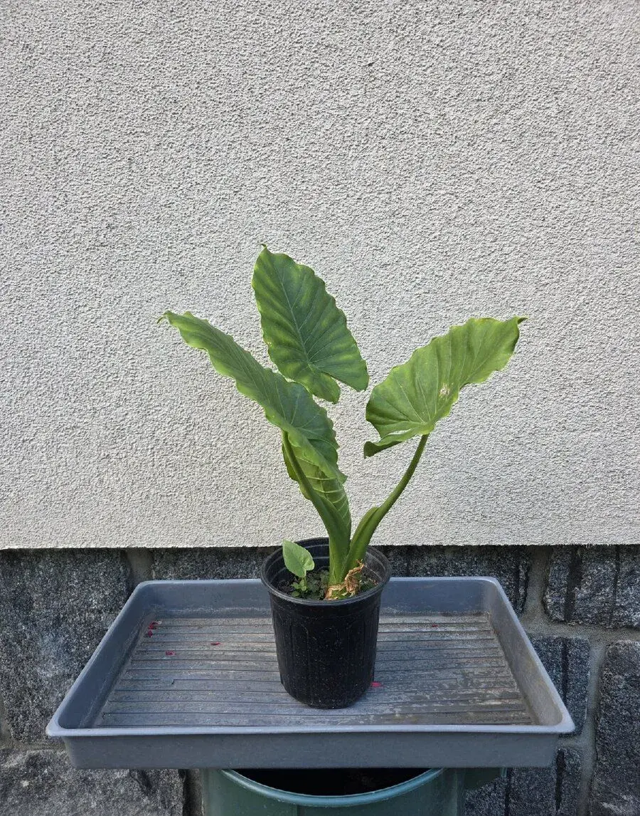 Calocasia macrorrhiza