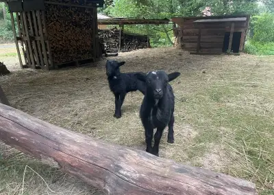 Ovce a beránci Ouessantské