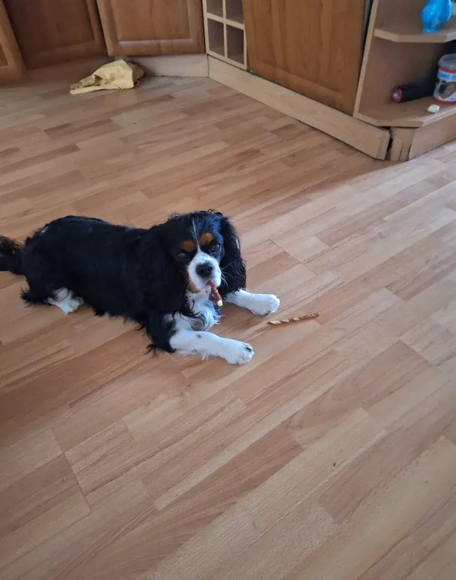 King Charles kavalir