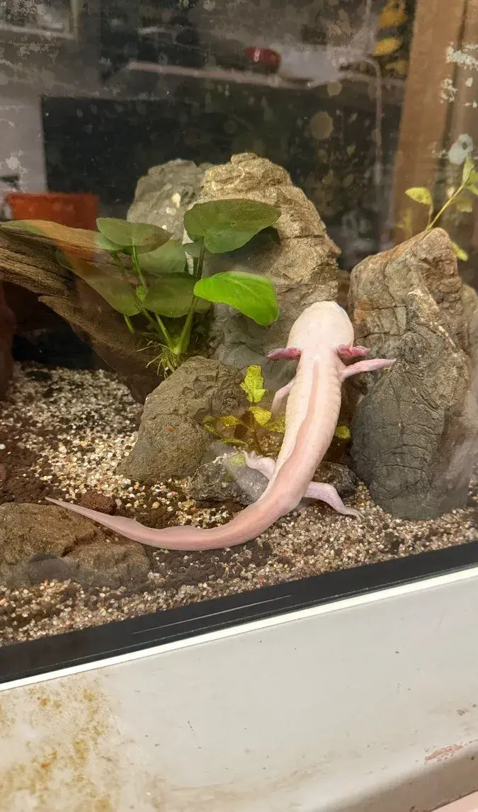 AXOLOTL MEXICKÝ MOŽNOST ODKUPU CHLAZENÍ