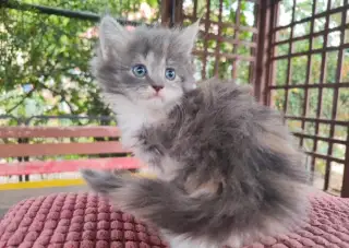 Mainská mývalí x ragdoll