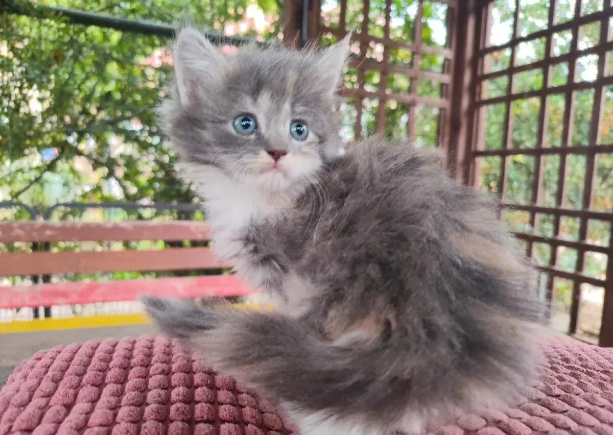 Mainská mývalí x ragdoll