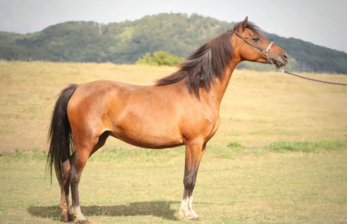 Březí chovná klisna minihorse AMHR/ASPC