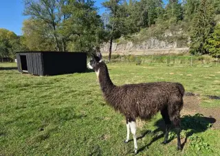 Lama krotká