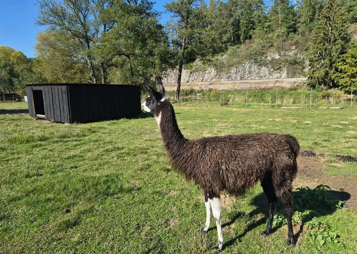 Lama krotká