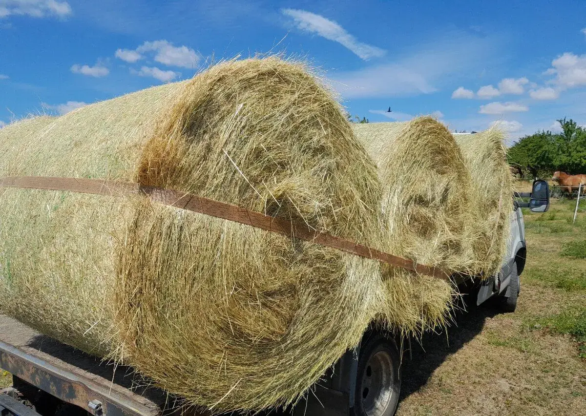 Letošní seno z Vysočiny s dopravou