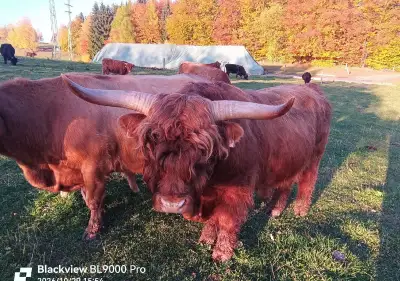 Plemenný býk Highland