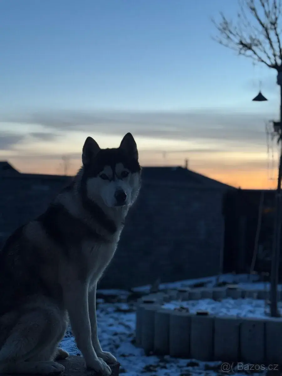 Sibiřský husky ke krytí