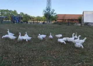 SVATOMARTINSKÁ HUSA v kuchyňské úpravě