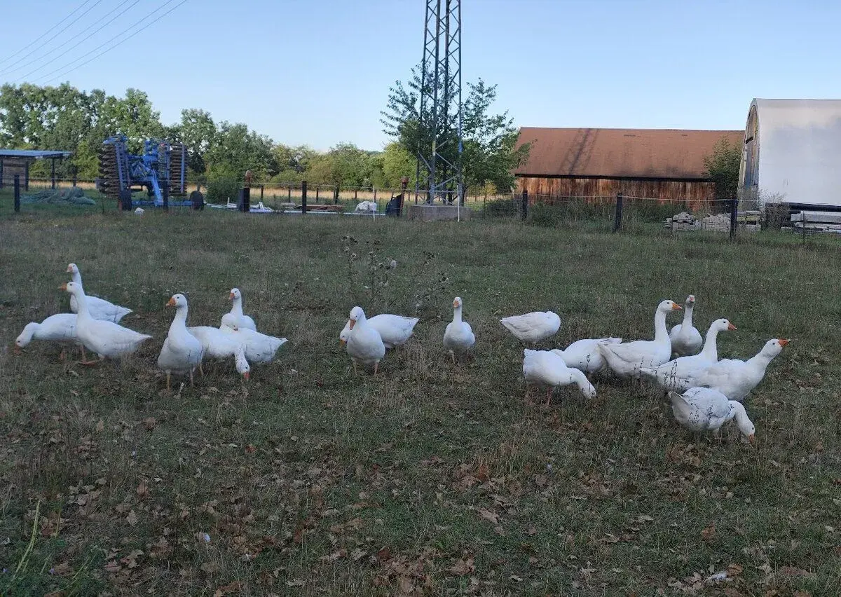 SVATOMARTINSKÁ HUSA v kuchyňské úpravě