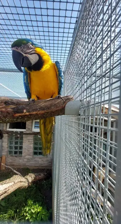 Ara ararauna