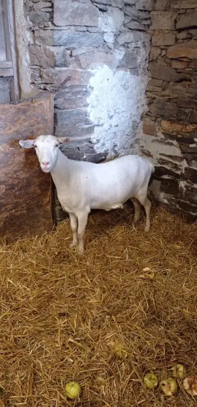 Dvouletá kozička