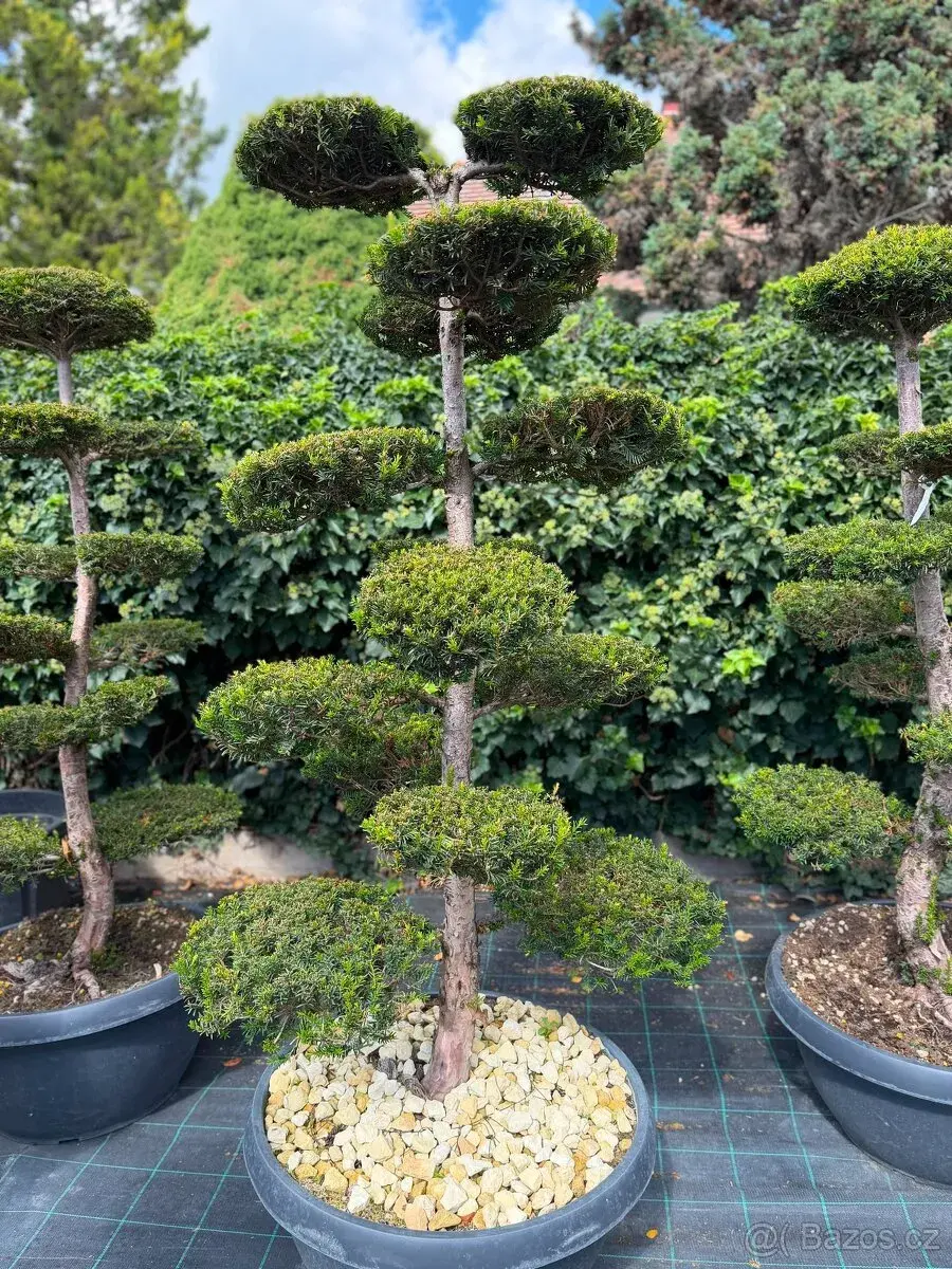 TIS ČERVENÝ - MACROBONSAI -Taxus baccata