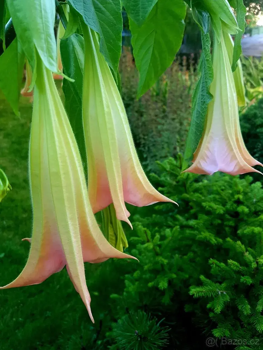 Brugmansia, Durman, Andělská trumpeta VELKÁ KVETE