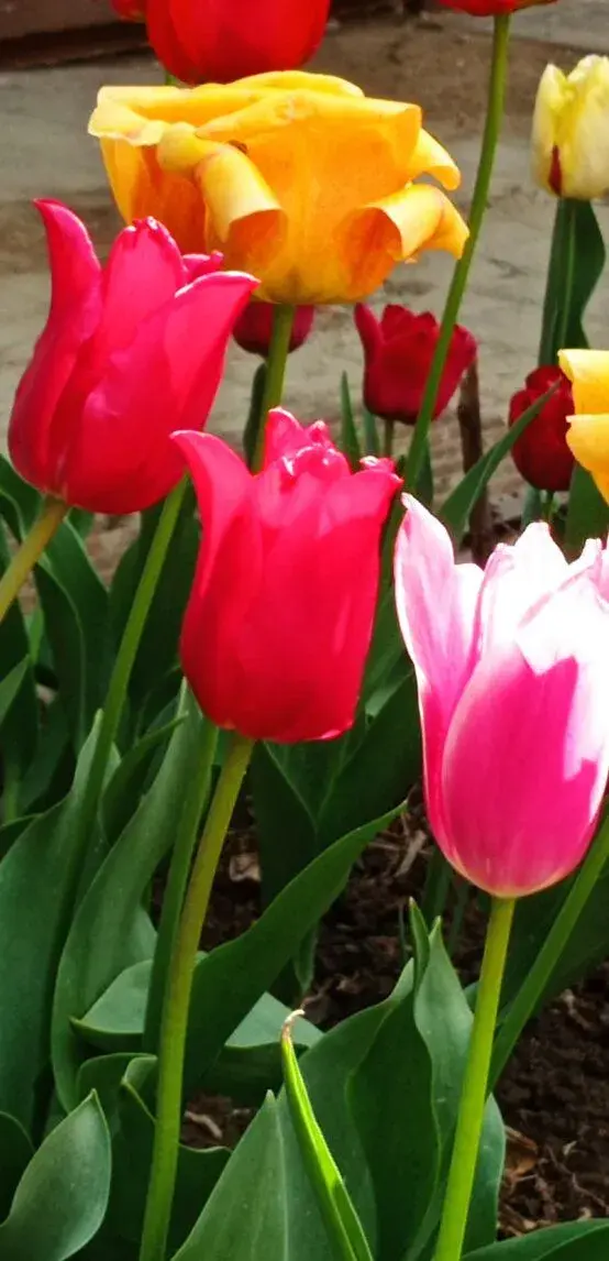 cibulky TULIPÁNŮ - viz text a fota