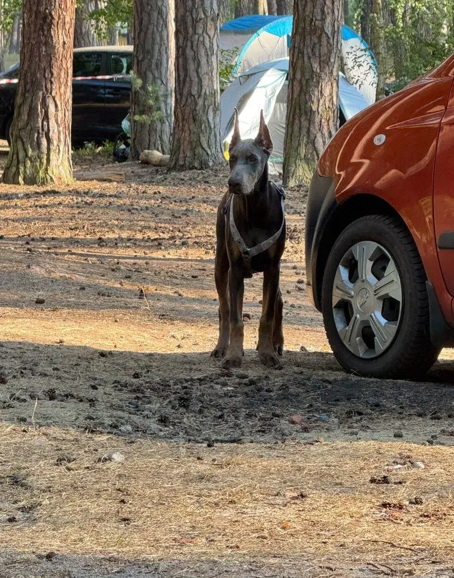 Dobermann
