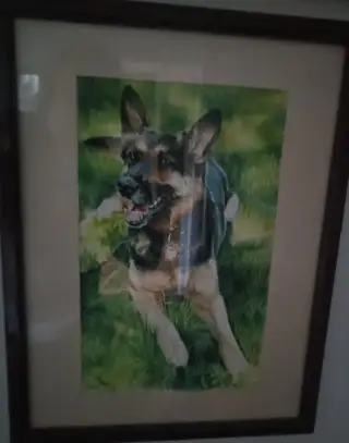 Německý ovčák akvarel