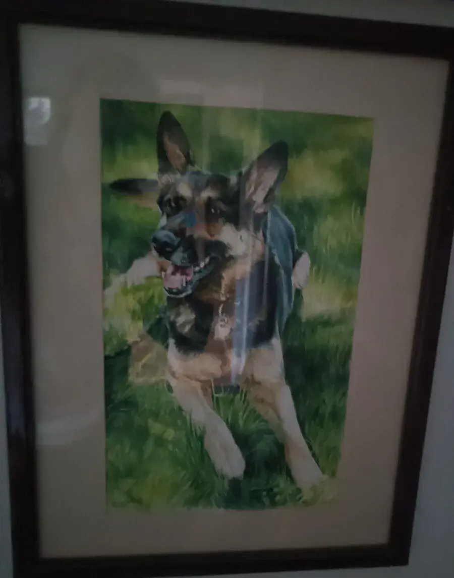 Německý ovčák akvarel