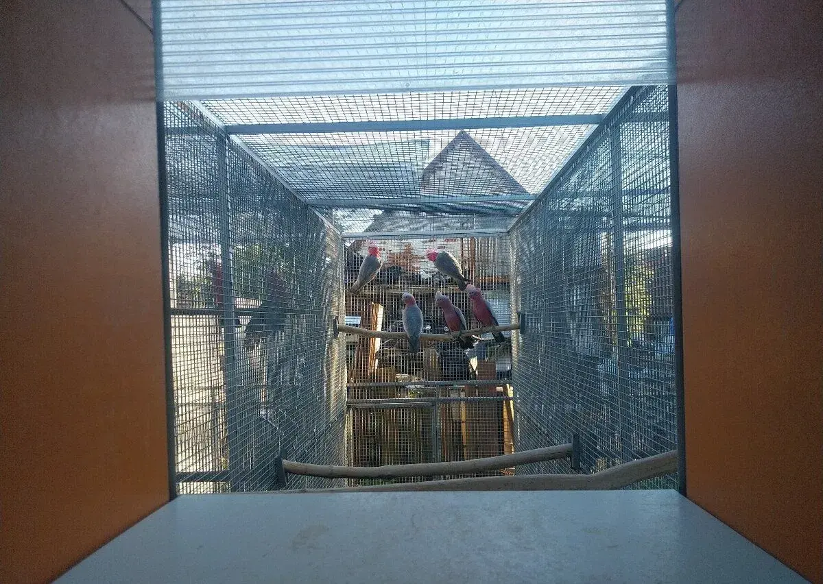 Kakadu ruzovy
