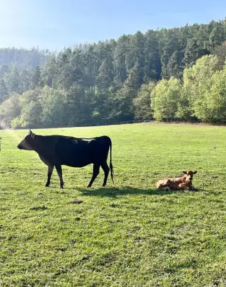 PRODEJ KRÁVY S TELÁTKEM – JERSEY × Wagyu