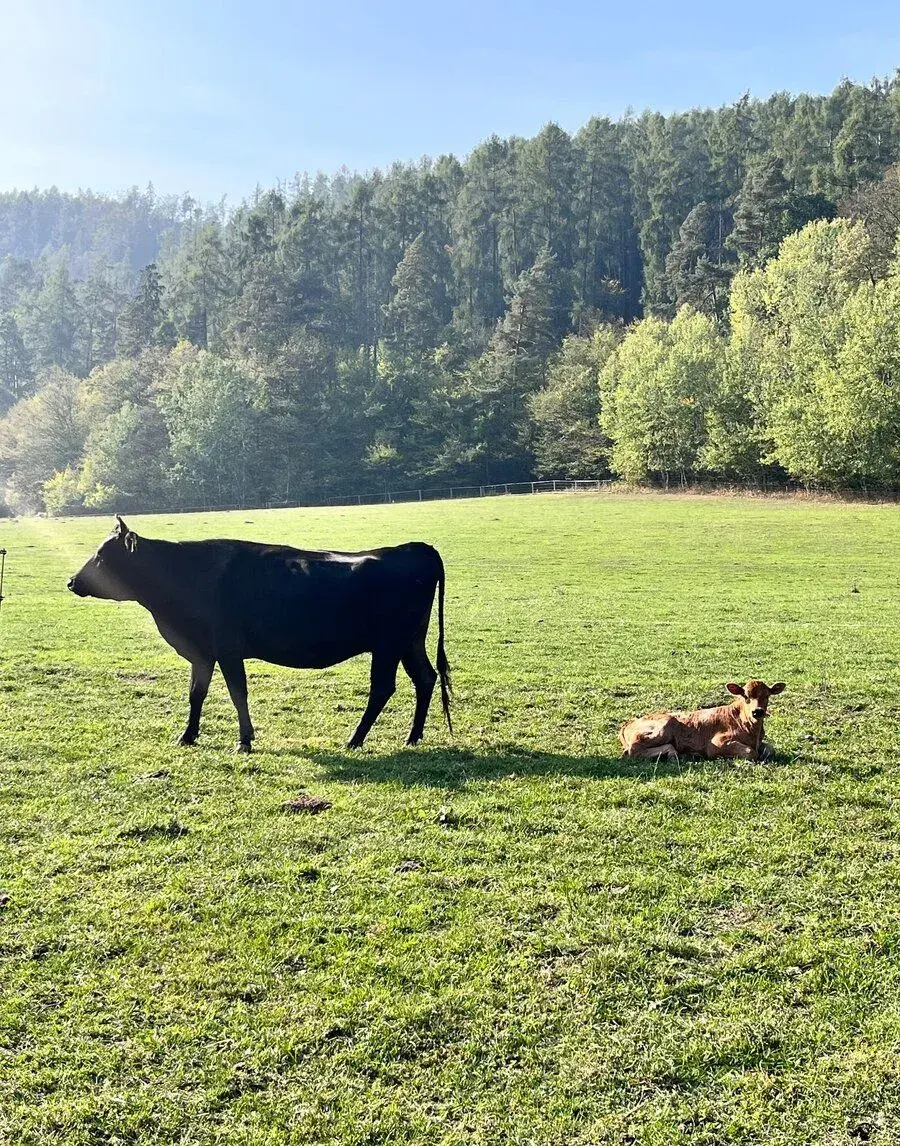PRODEJ KRÁVY S TELÁTKEM – JERSEY × Wagyu