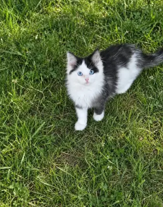 Ragdoll x Mainská mývalí