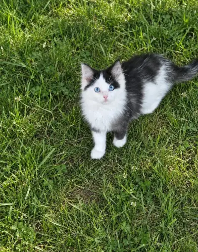 Ragdoll x Mainská mývalí