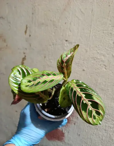 Maranta leuconeura 'Fascinator' (Tricolor)