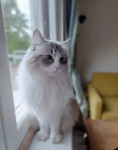 Čistokrevný kocourek ragdoll bez PP + výbava