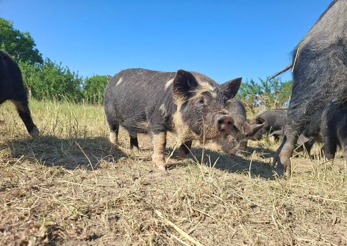 Prase, Selata, Kune-kune, kunekune, vepři, prasničky