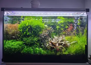 Akvarijní rostliny rotala hra, javsky mech, Cryptocor