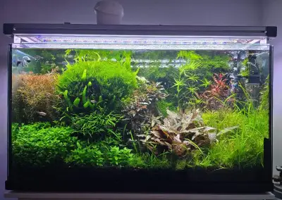 Akvarijní rostliny rotala hra, javsky mech, Cryptocor