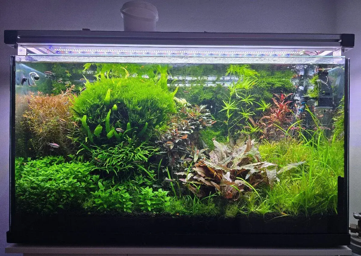 Akvarijní rostliny rotala hra, javsky mech, Cryptocor